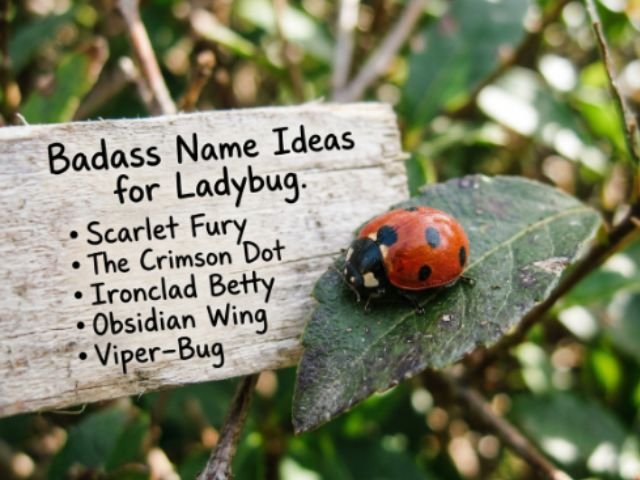 Baddas Name Idea for Ladybug