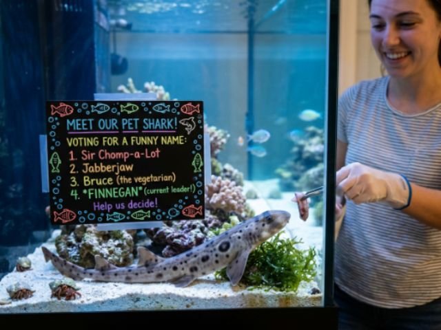 Funny Shark Names Pet